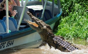 costa rica crocodile tour